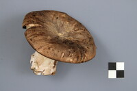 Russula dissimulans image